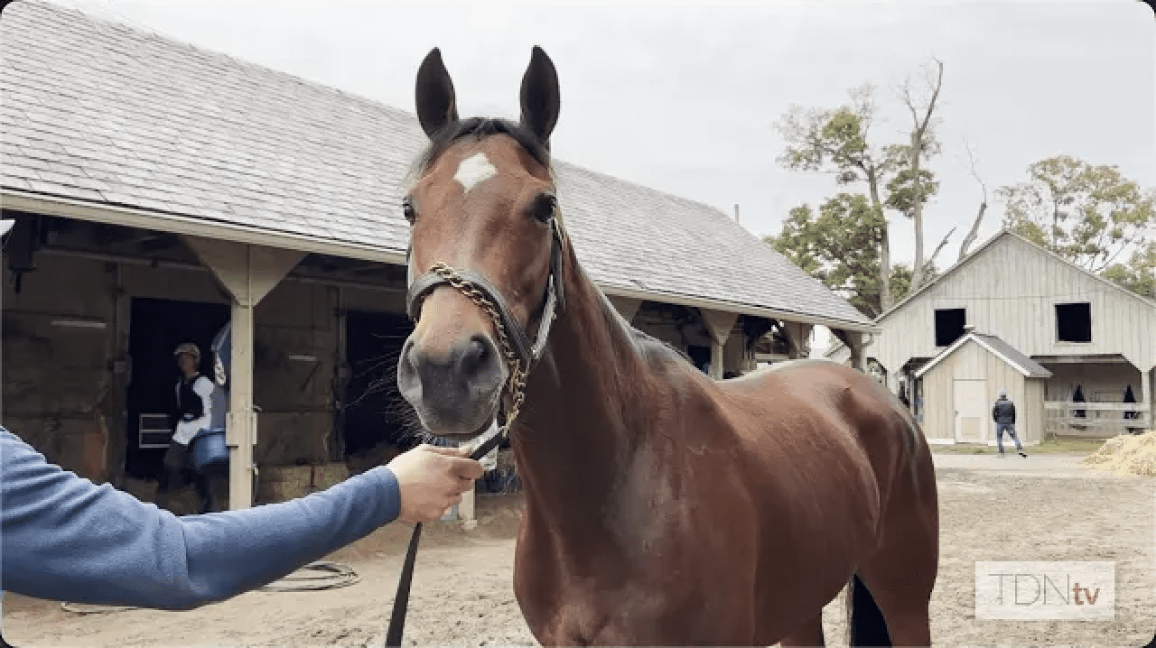 McKulick Becomes the First Grade I Daughter of Frankel to Sell at Auction at Fasig-Tipton November